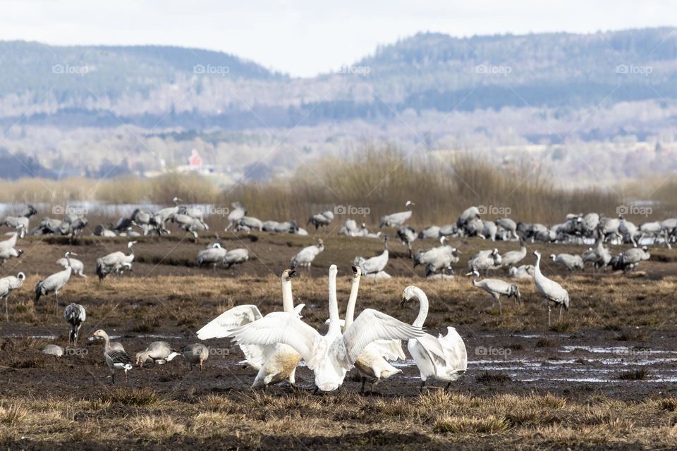 Happy swans stands together in a flock of migrated varieties of birds in the wetlands at spring 