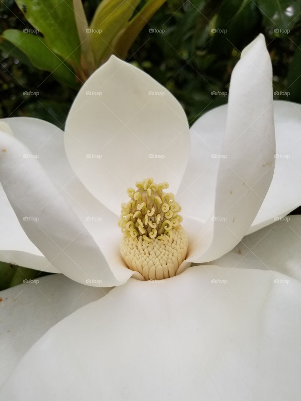 magnolia