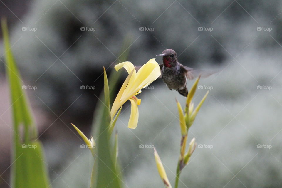 a flower plant growing in a community garden as a hummingbird collects pollen from this beautiful yellow flower.