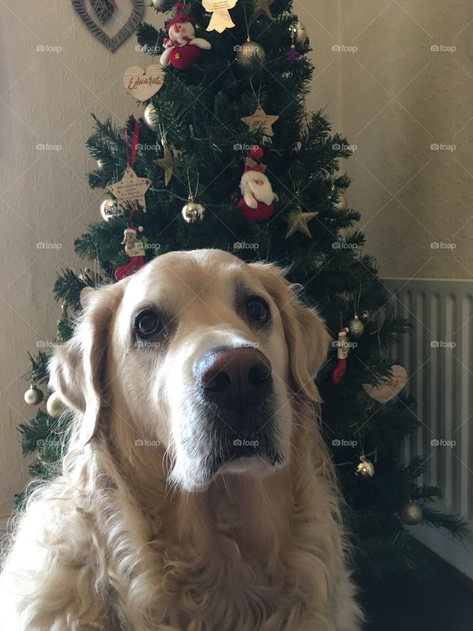 Dog, Canine, Mammal, Pet, Portrait