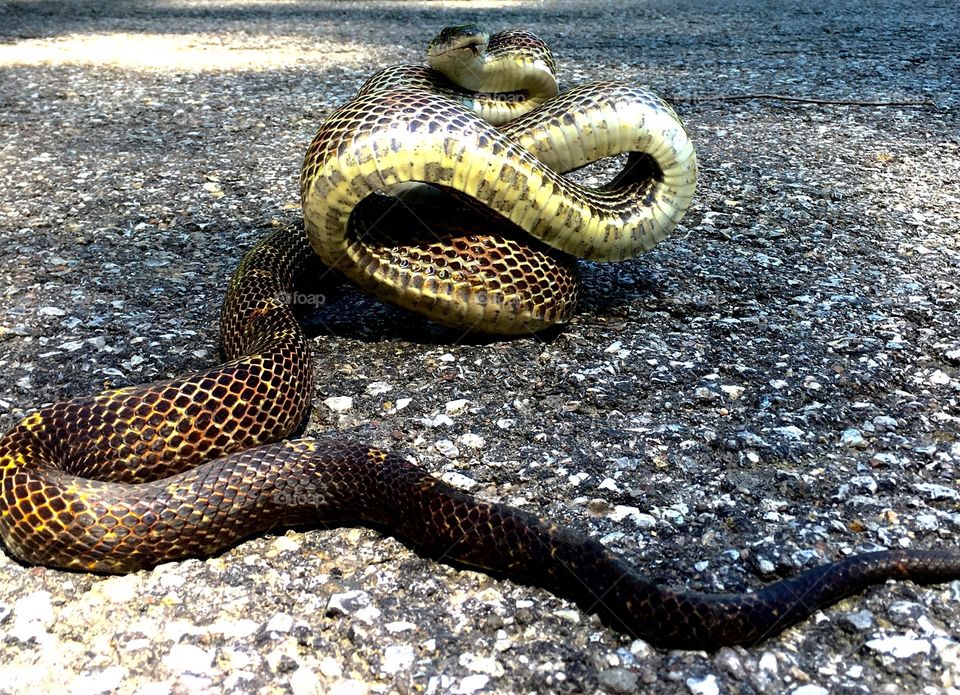 Infinity snake sunning himself on the road
