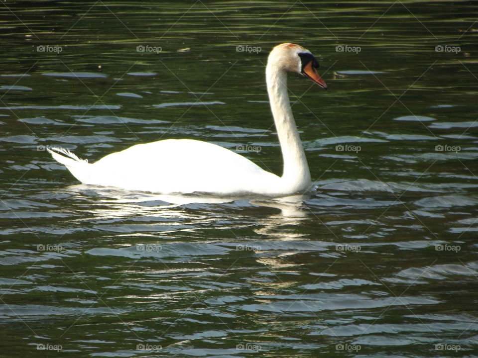 Swan On A Lake