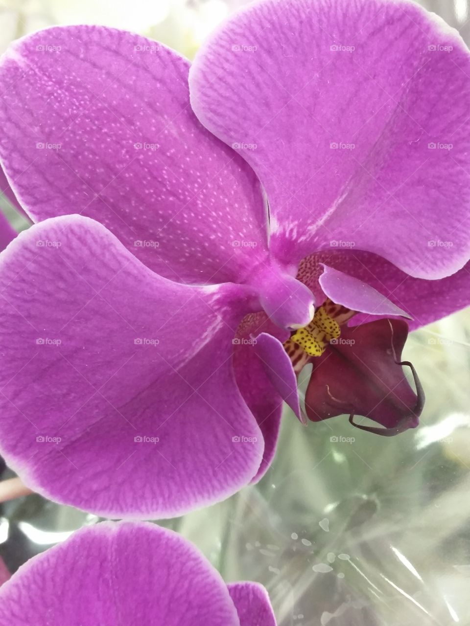 Orchid Closeup