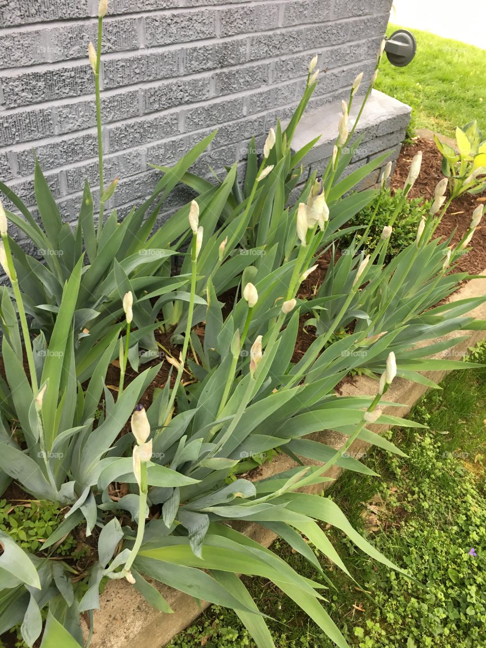 Iris about to bloom