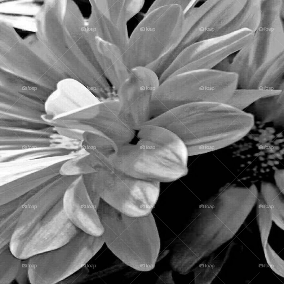 Flower, Nature, Monochrome, Flora, Blooming