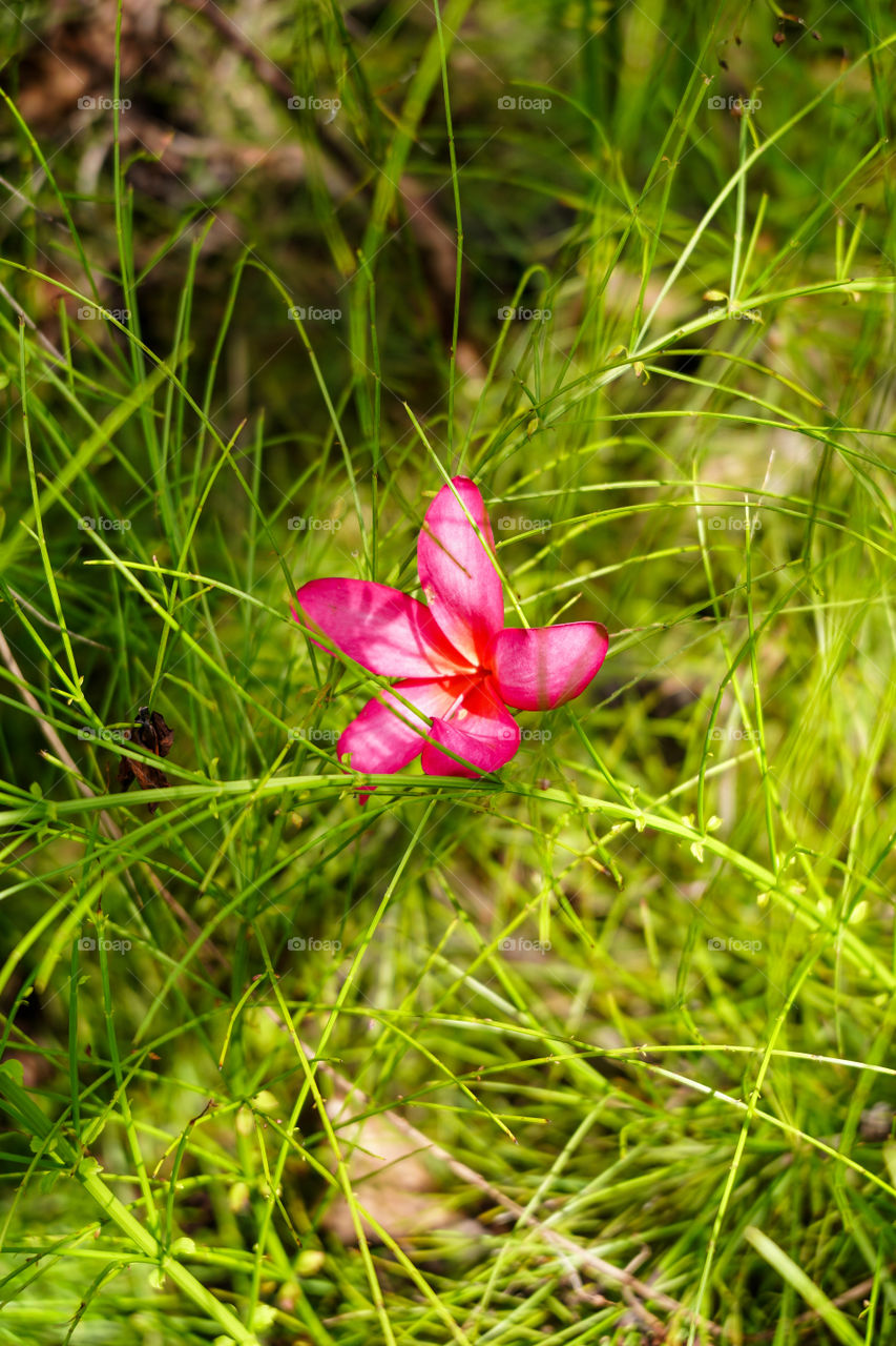 Portraits of a plant 