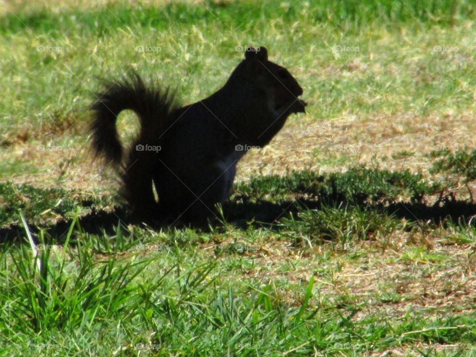 squirrel eating a nut in a park, in Midtown Sacramento by mark sarden