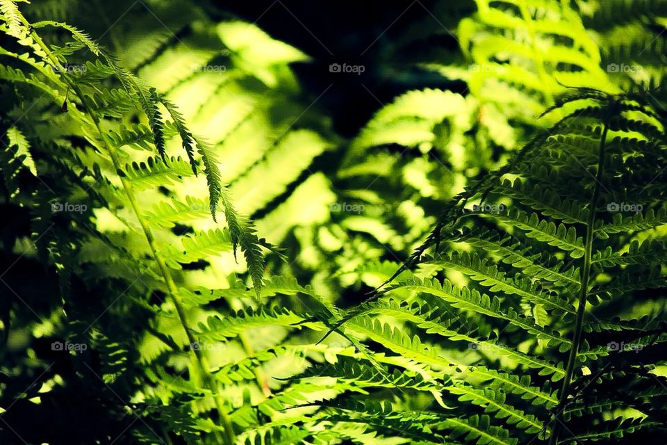 Ferns in the Gully 