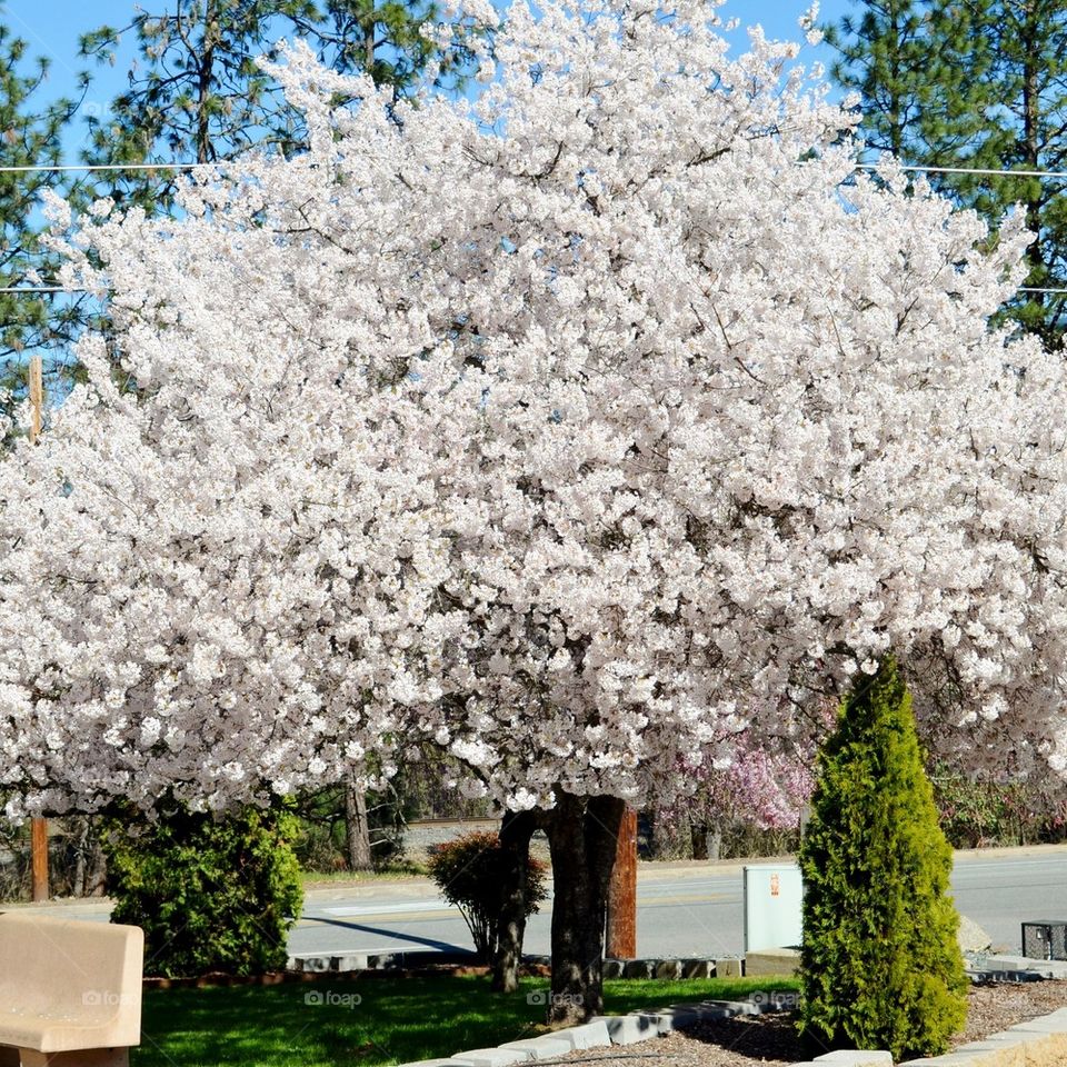 Blossom of white flowers at park