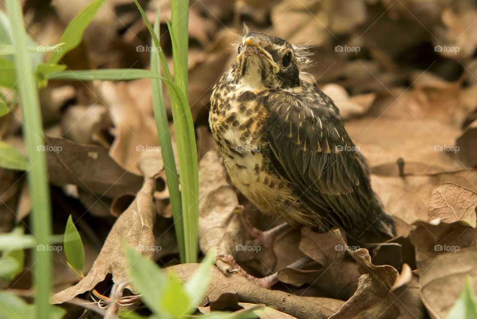Closeup of bird on dry leaves