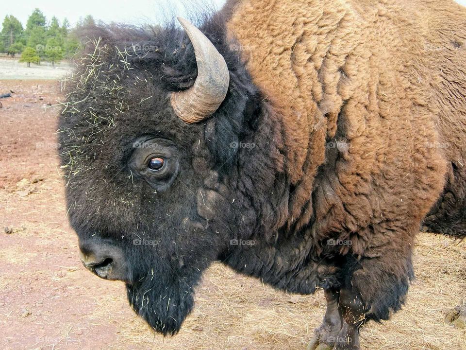 Buffalo