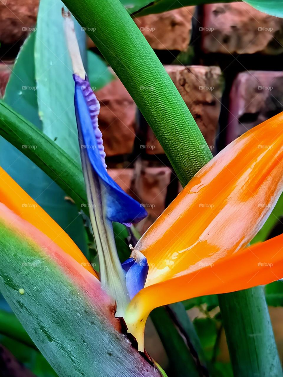 close view of a bird of paradise flower.
