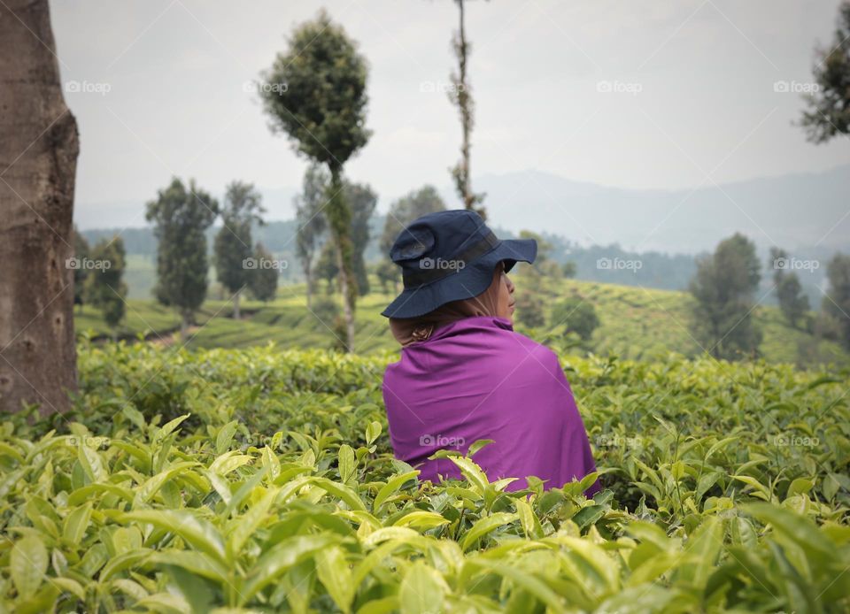 tea plantation