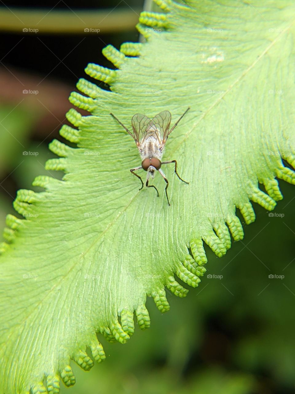 flies landing on leaves.🌿🪰