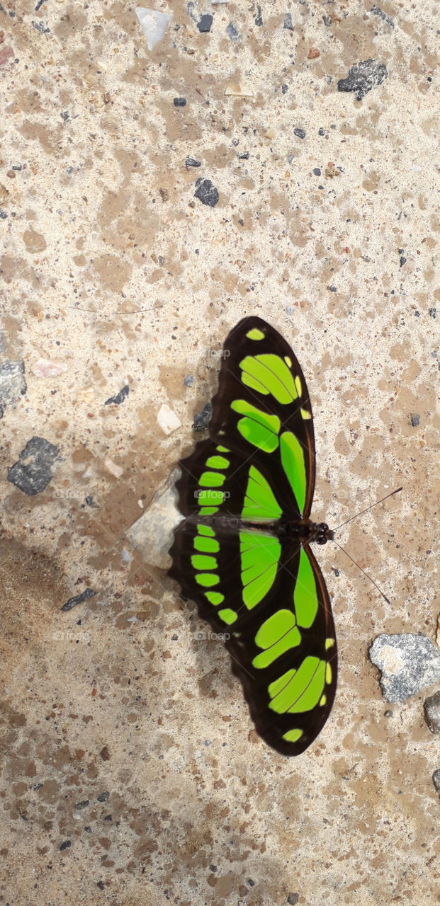 a rare green butterfly