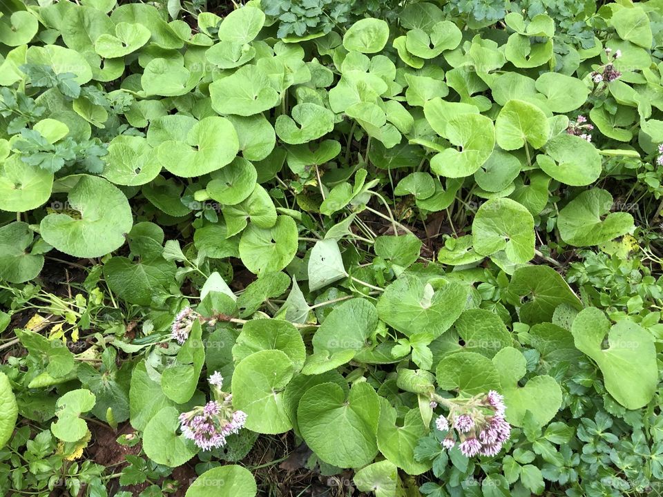 Some nicely turned out flora with some little flowers present, to enhance the final finish.