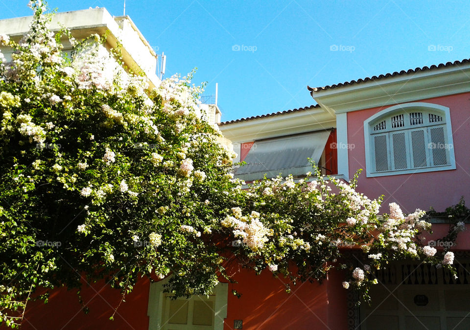 Flowers and House (Santa Tereza/RJ/BR)