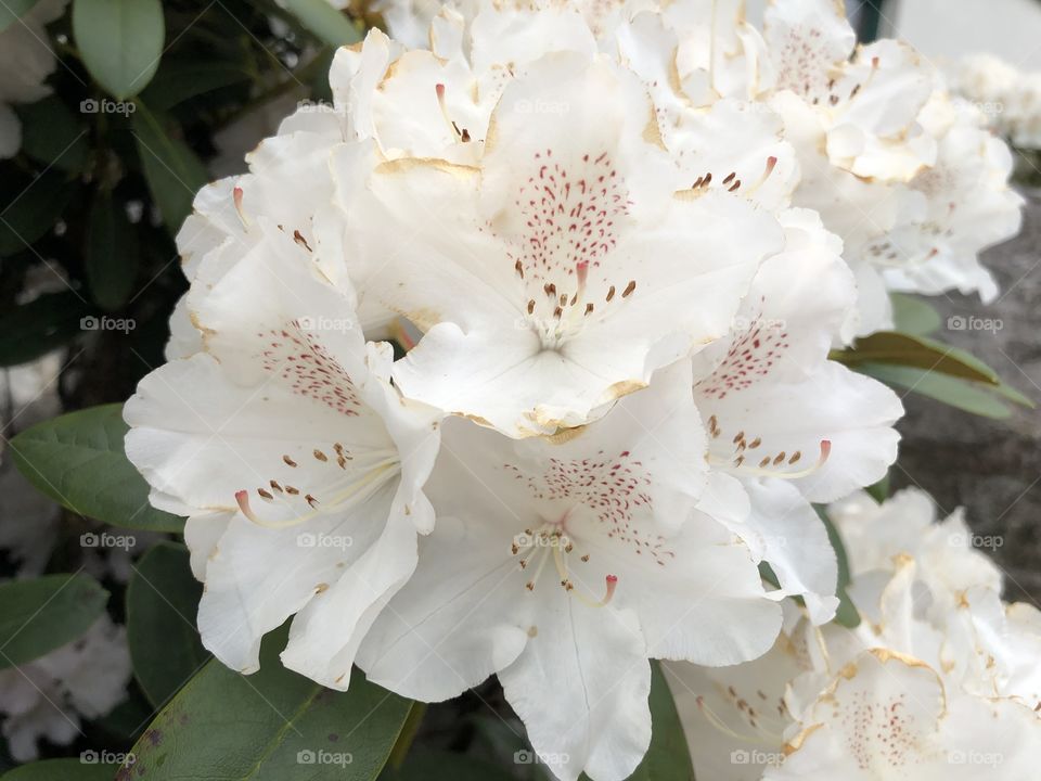 White flowers 