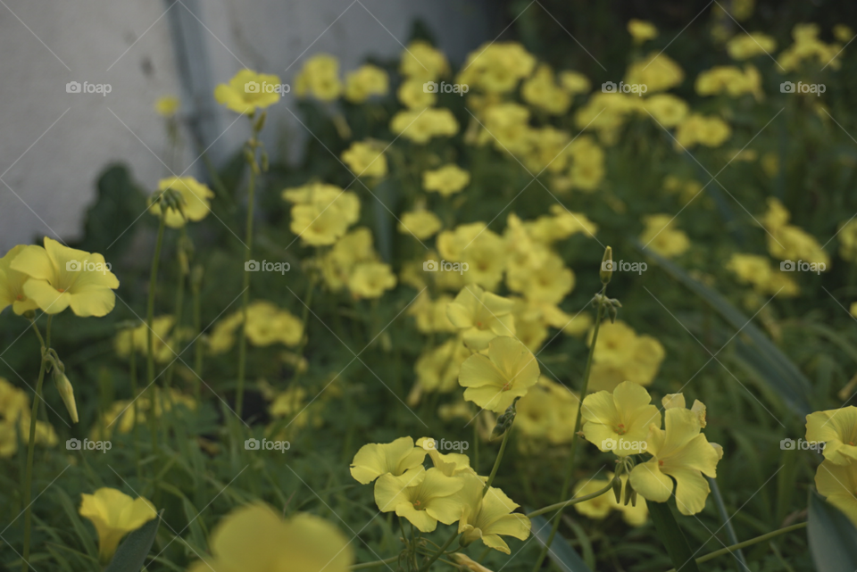 Bermuda Buttercup 
spring 
California flowers