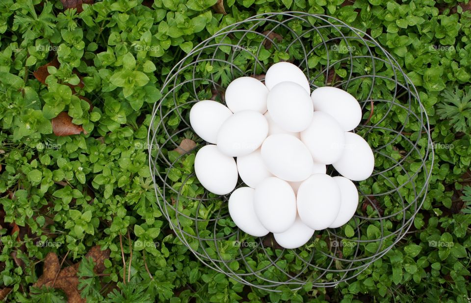 High angle view of egg