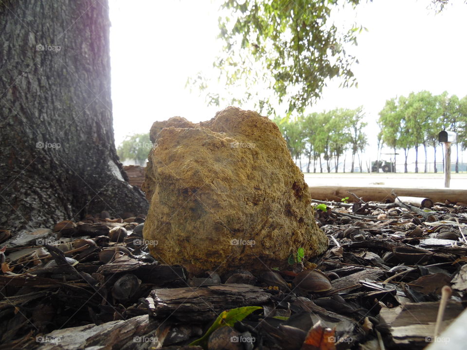 salt block. This is a picture of a rock that sits in our front yard.