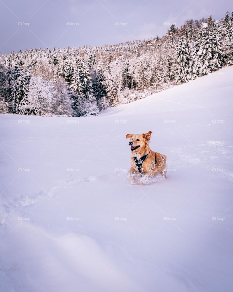 Fun in the snow