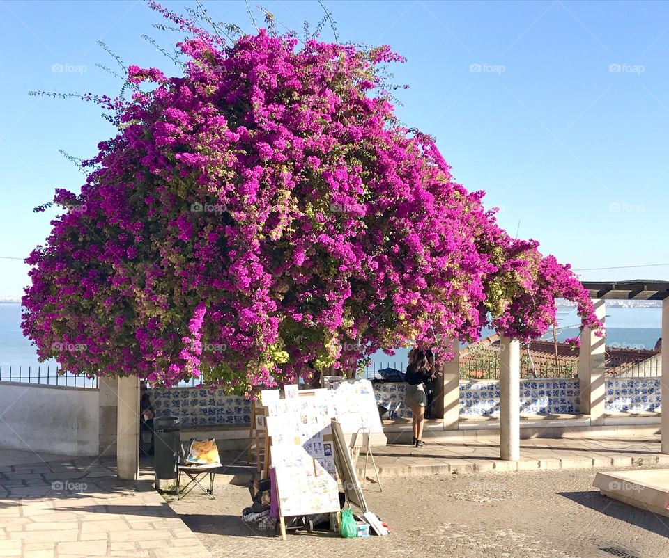 A blooming pink tree in Losbon Portugal