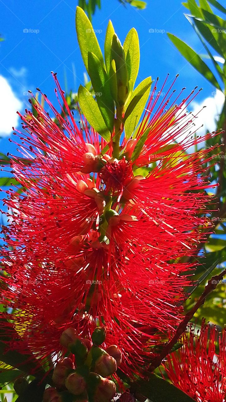 Bottle Brush