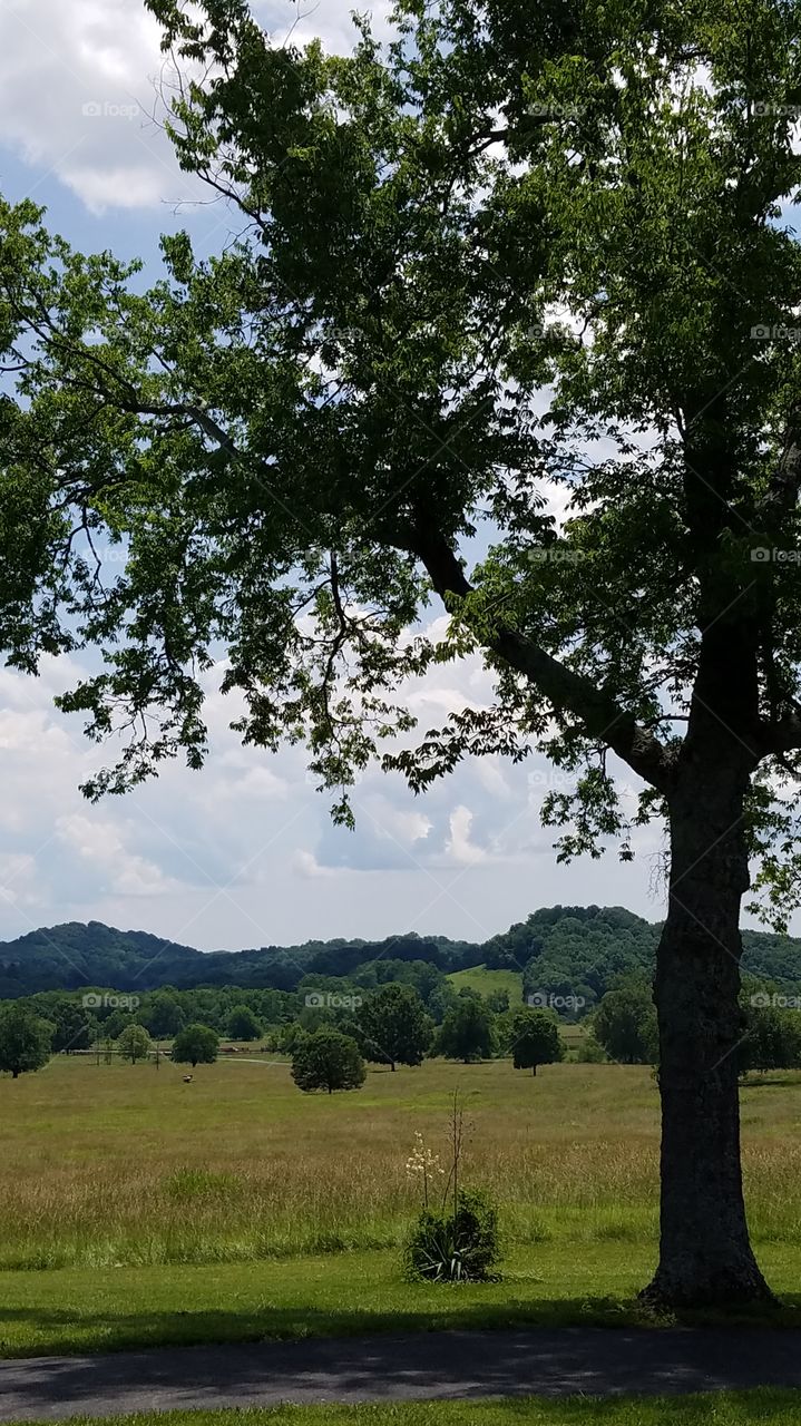 Landscape, Tree, No Person, Nature, Wood
