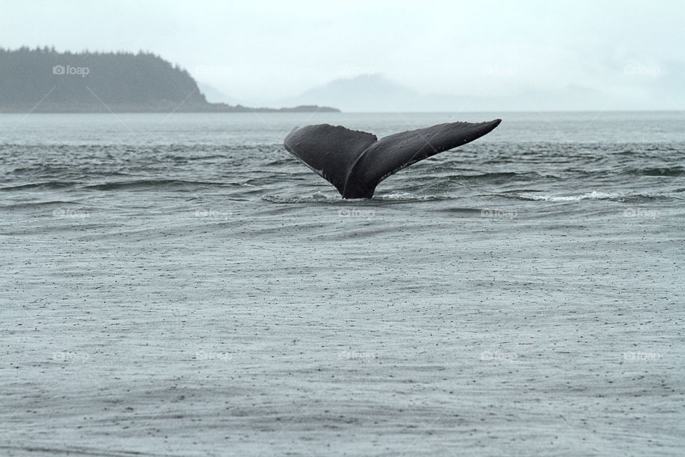 Humpback whale shows the tale to tourists in a rainy day in Alaska 