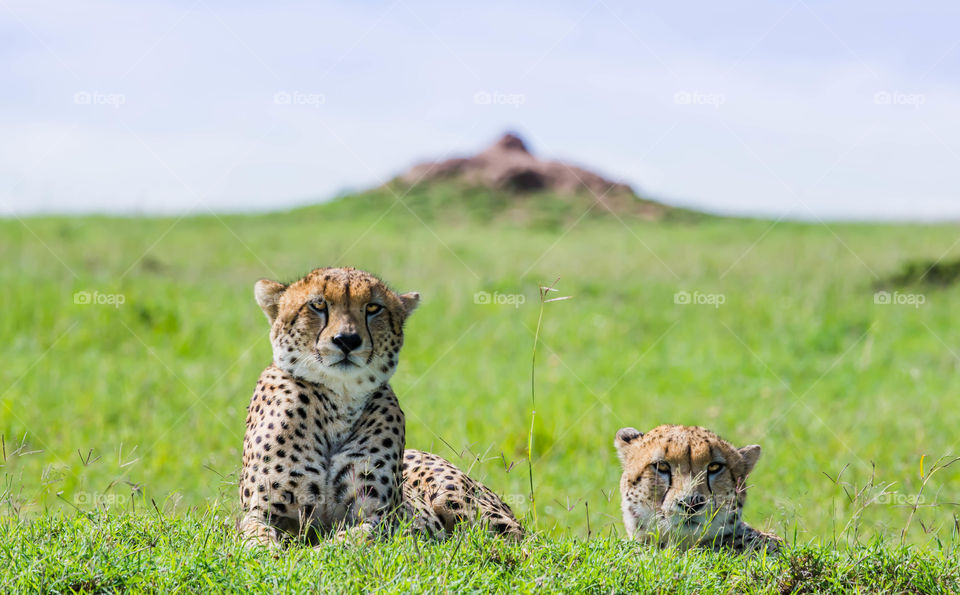 Cheetah from Masai Mara.