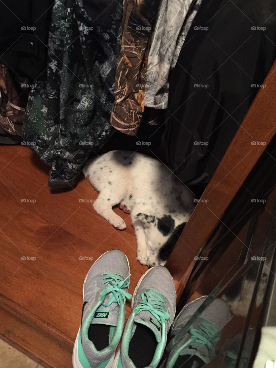 Tired pup falls asleep in a closet