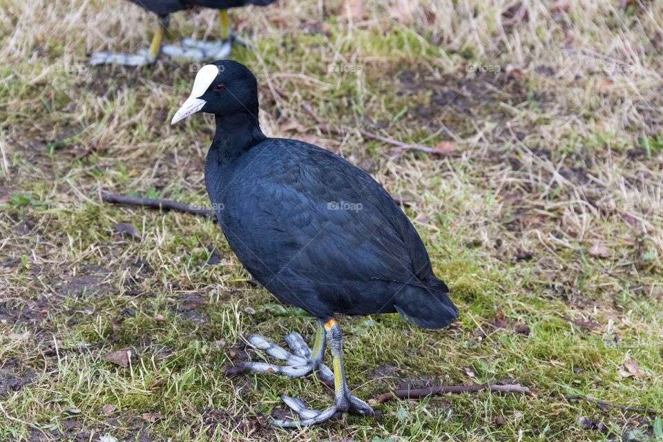 The curious coot
