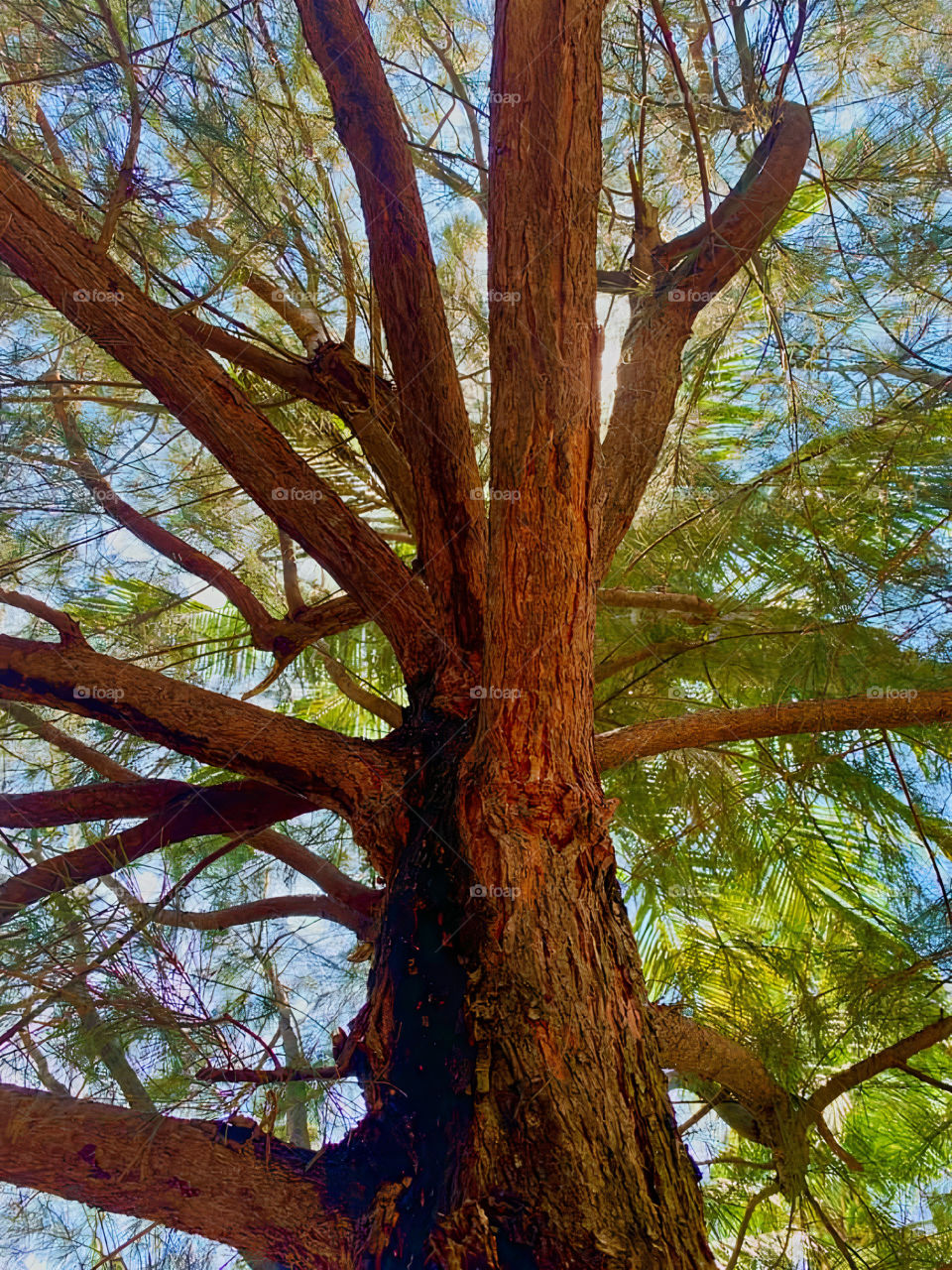 The northern hardwood forest is a general type of North American forest ecosystem found over