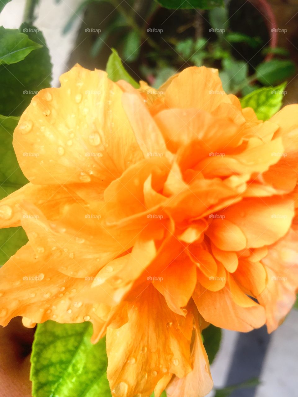 Orange China Rose 