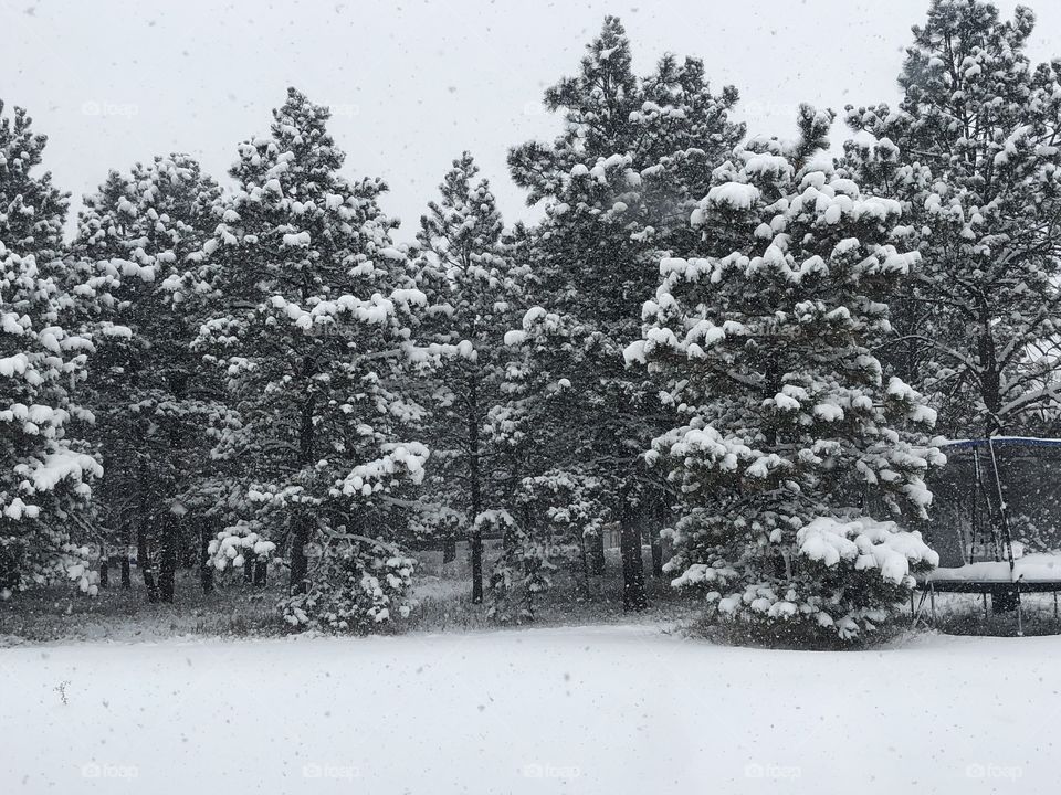 Snowy day in Colorado!