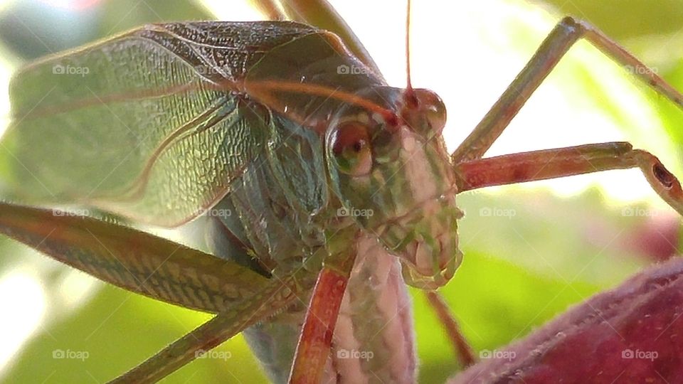 Katydid Close-up