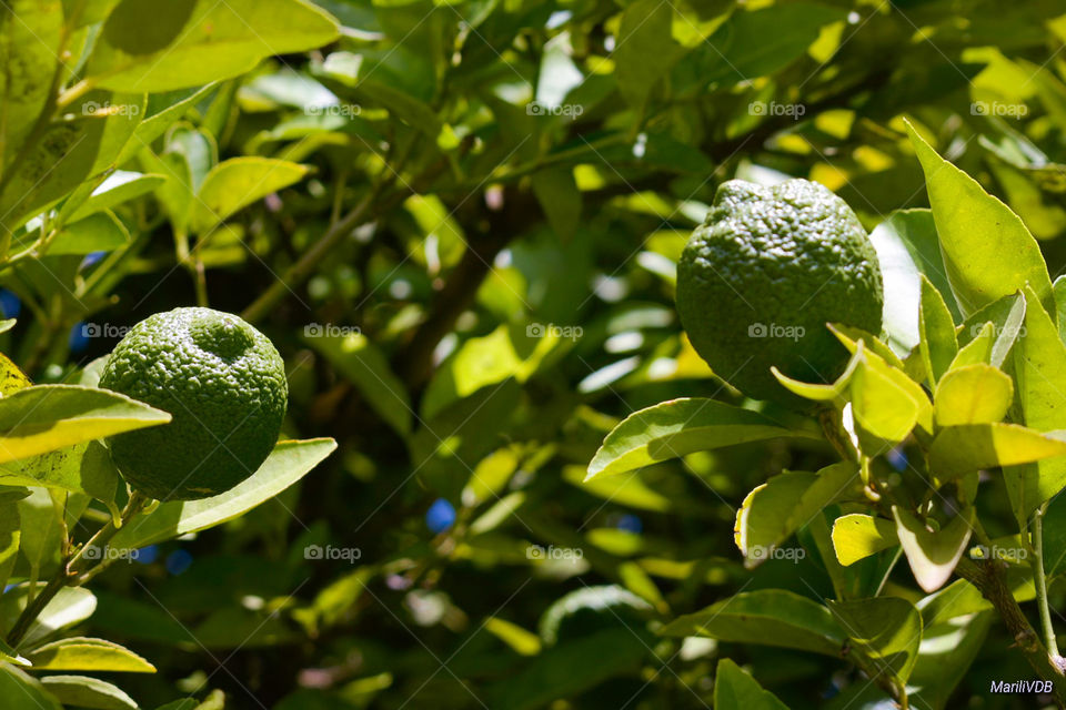 Lemon tree garden