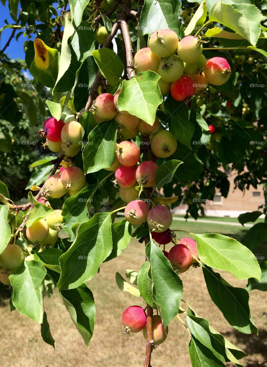 Crabapples , they look so good!!