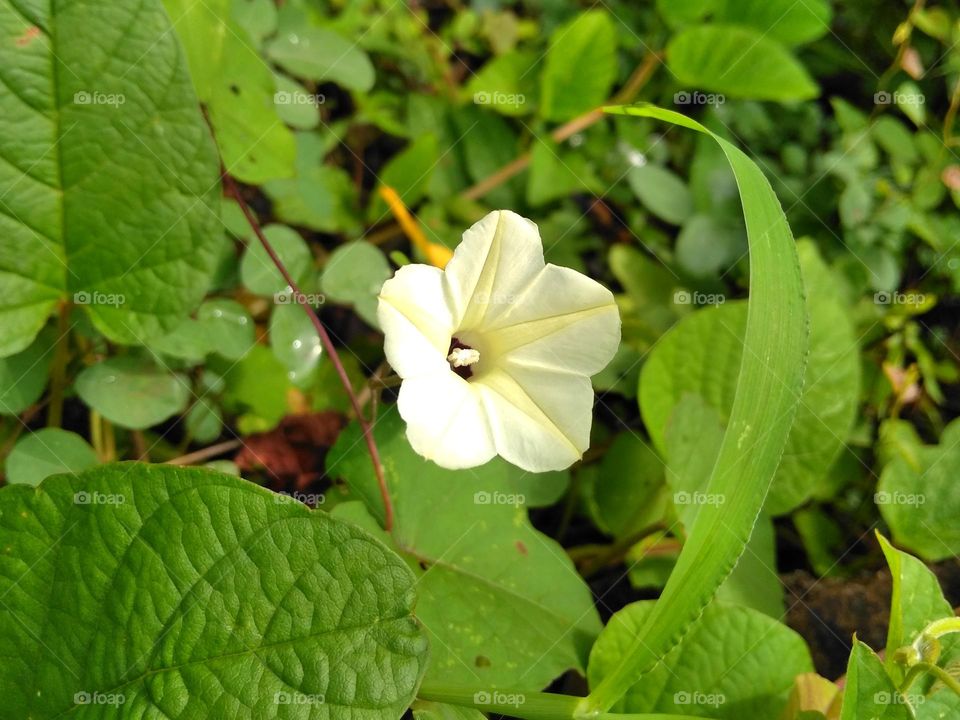 Yellow flower on the park