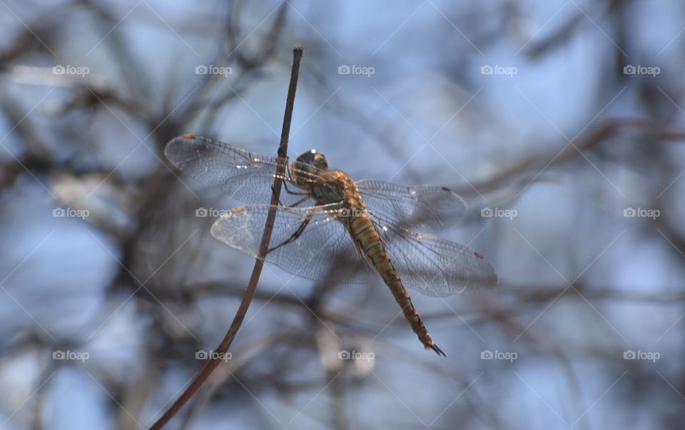 Dragonfly 