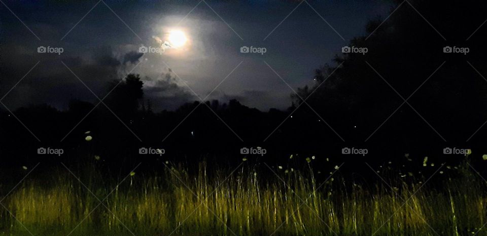 Moonlit Field