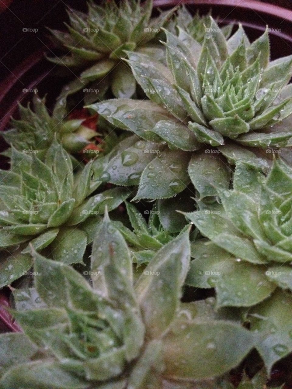 Hen and chicks succulent. Captured this shot with my iphone4s