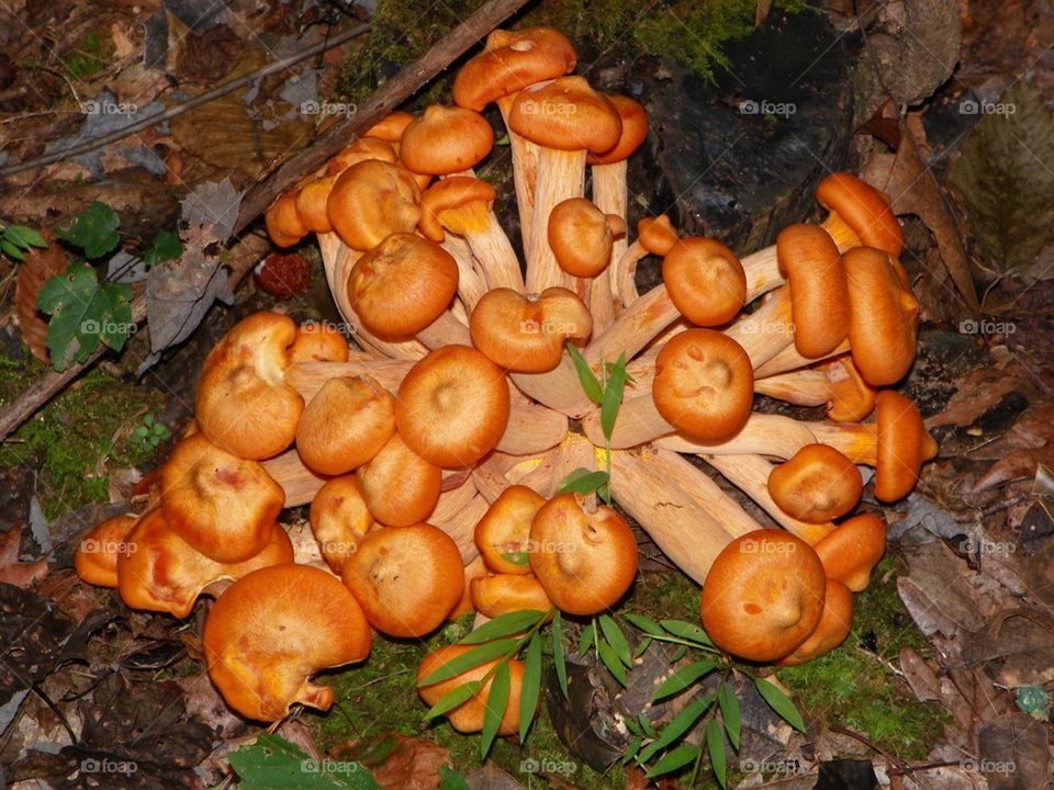 Giant Orange Mushrooms 1 - Virginia