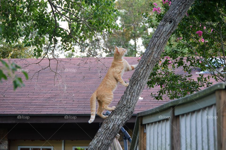 Kitten walking up a tree 