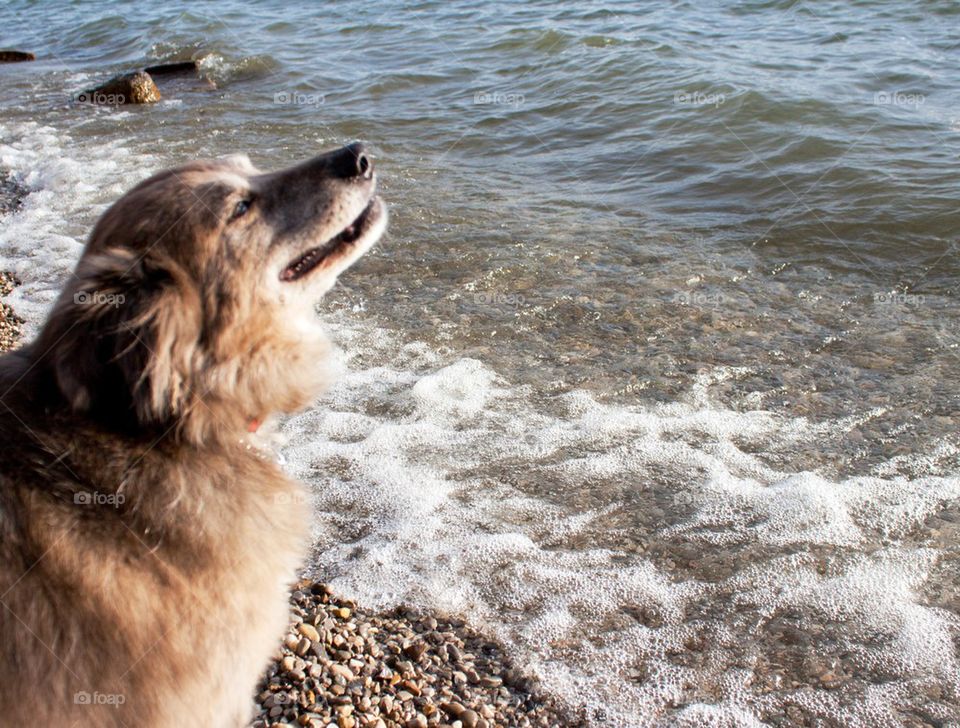 Close-up of a dog at beach