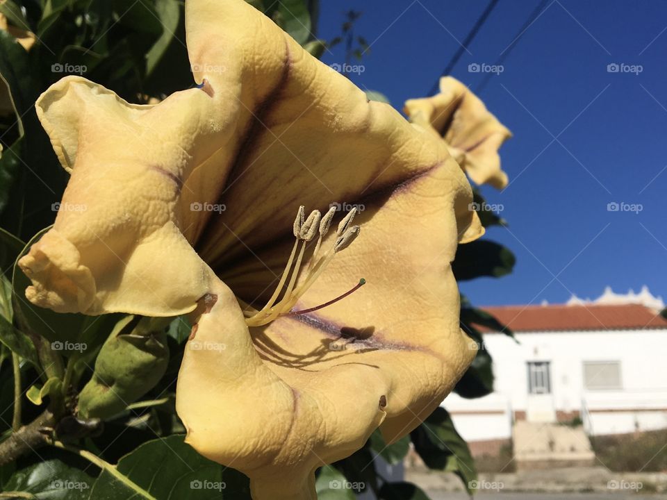 Close up of Solandra flower in a village