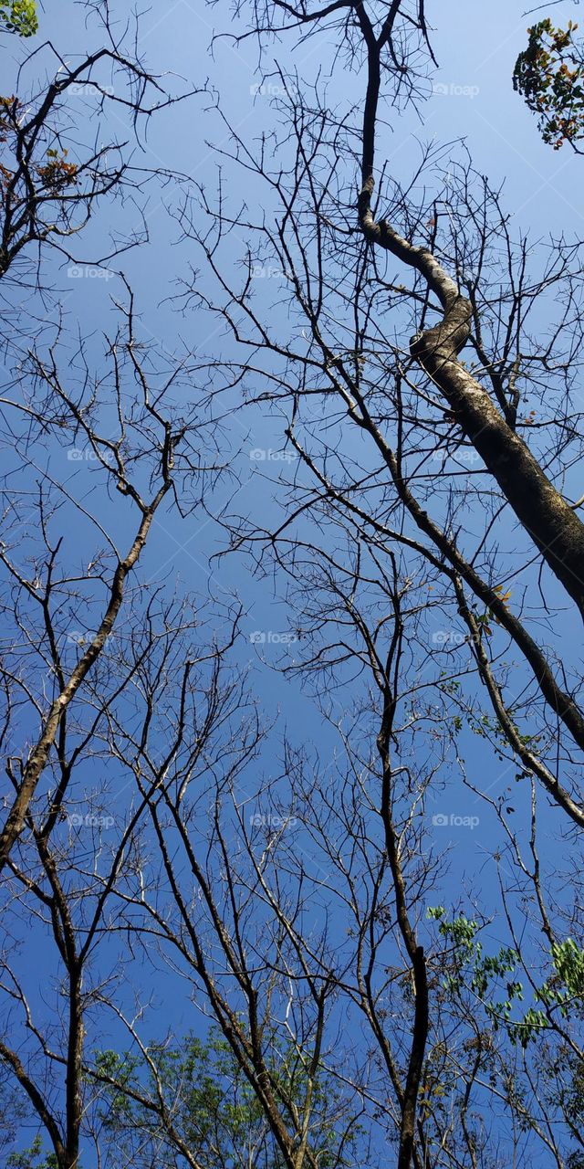 Countryside - Only trees touch hights