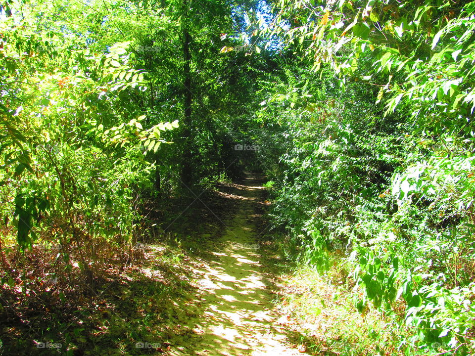 Sandy Forest Trail