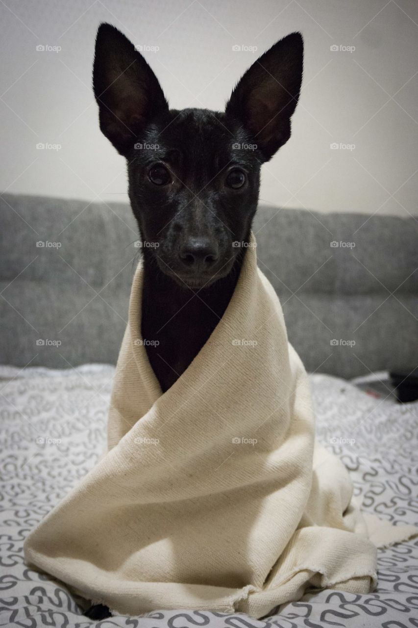 little black puppy in a plaid after bathing